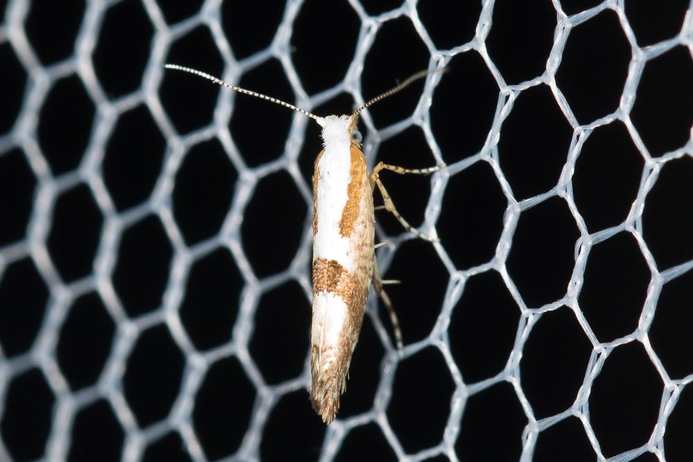 Argyresthia pruniella (Clerck, 1759)
