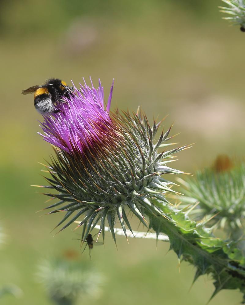 Bourdon terrestre (Le) Bombus terrestris (Linnaeus, 1758)
