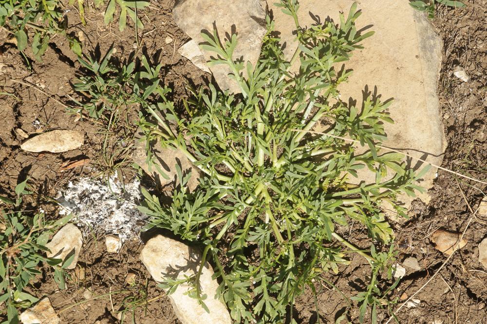 Corne-de-cerf didyme Lepidium didymum L., 1767