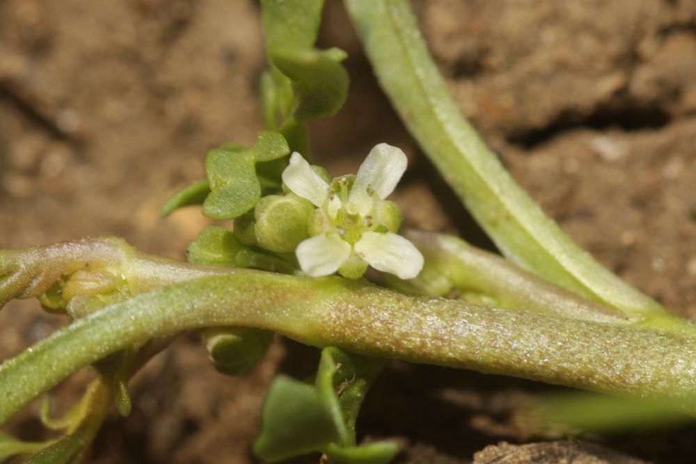 Corne-de-cerf didyme Lepidium didymum L., 1767