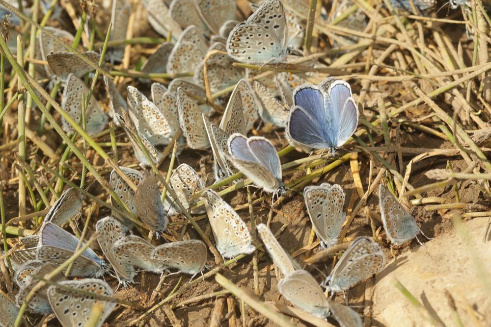 Azuré de l'Adragant (L'), Azuré du Plantain (L'), Polyommatus escheri (Hübner, 1823)