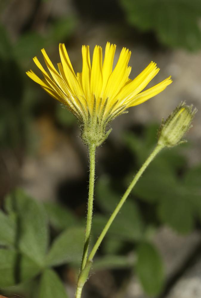 Épervière de Lawson, Épervière de Villars Hieracium lawsonii Vill., 1779