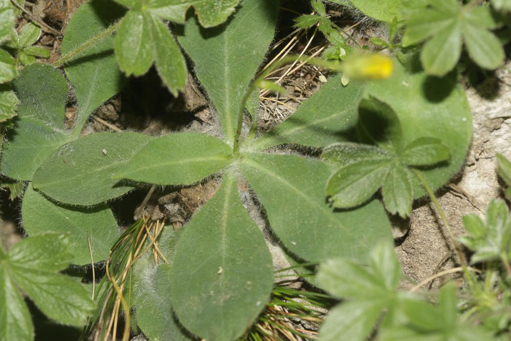 Épervière de Lawson, Épervière de Villars Hieracium lawsonii Vill., 1779