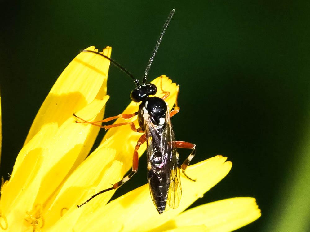  Diplazon laetatorius (Fabricius, 1781)