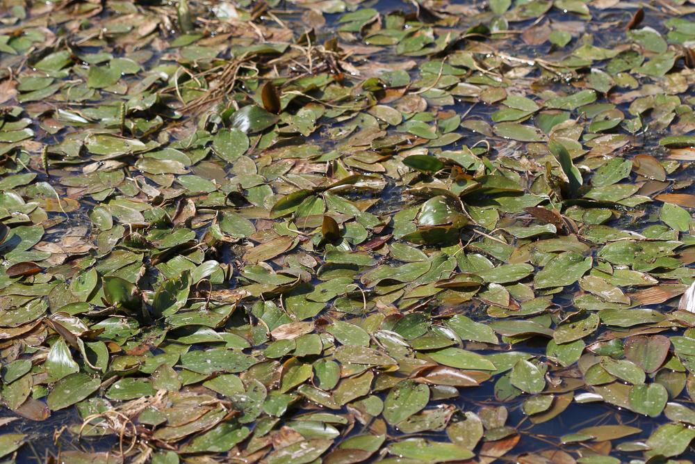 Potamot nageant Potamogeton natans L., 1753