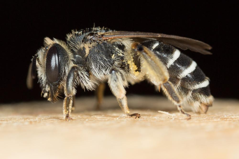  Andrena intermedia Thomson, 1870