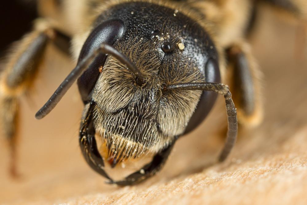  Halictus quadricinctus (Fabricius, 1776)