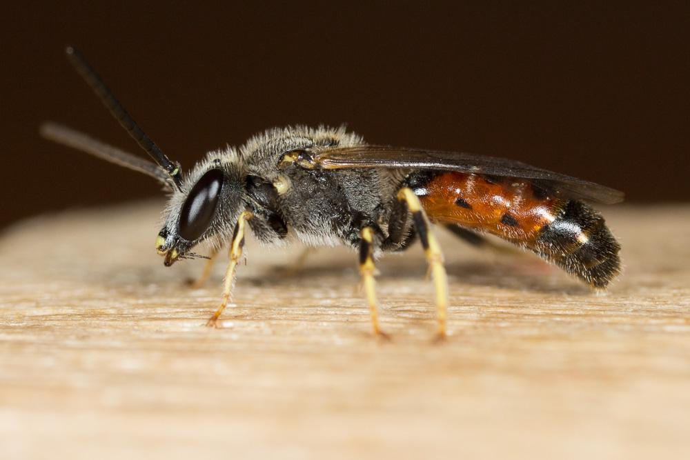  Lasioglossum albipes (Fabricius, 1781)