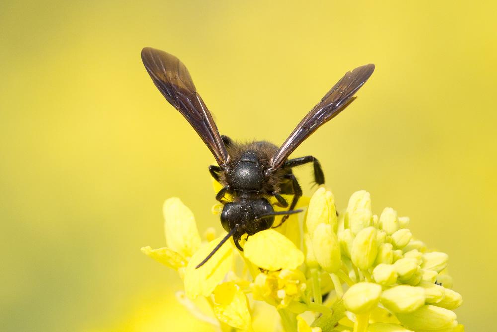  Andrena fuscosa Erichson, 1835