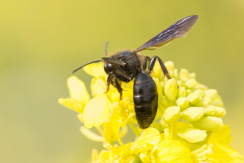  Andrena fuscosa Erichson, 1835