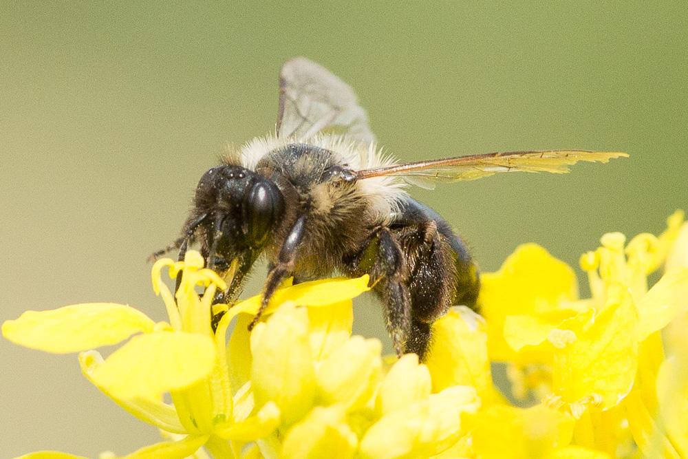  Andrena bicolorata (Rossi, 1790)