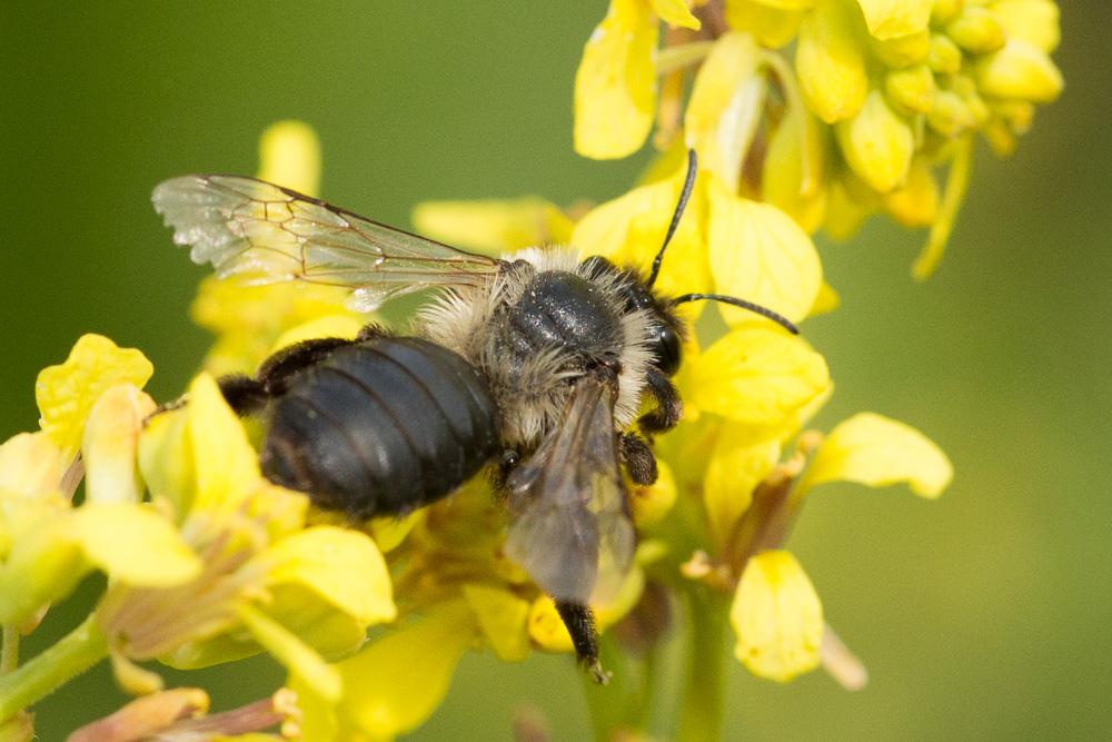  Andrena bicolorata (Rossi, 1790)
