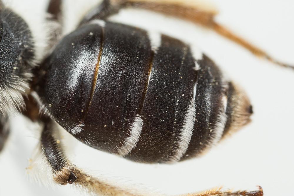  Andrena ovata