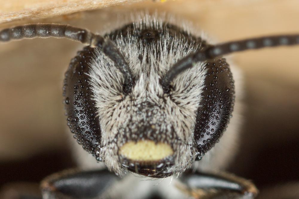  Lasioglossum costulatum (Kriechbaumer, 1873)