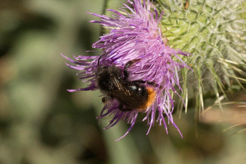 Psithyre des rochers Bombus rupestris (Fabricius, 1793)