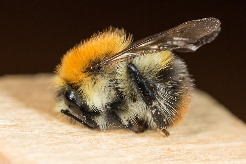 Bourdon des champs Bombus pascuorum (Scopoli, 1763)