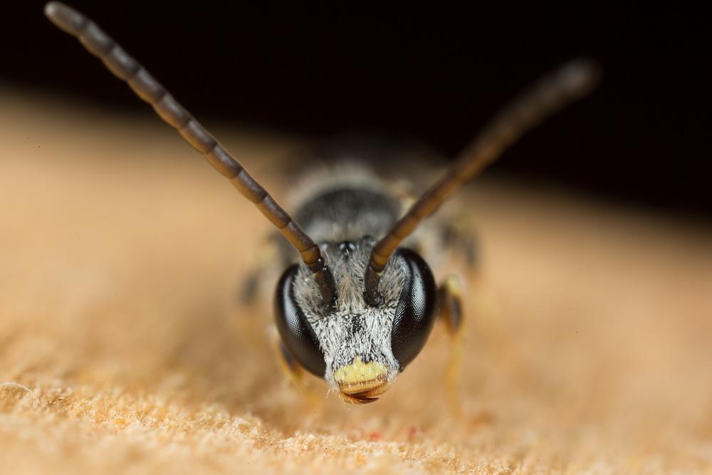  Lasioglossum mediterraneum (Blüthgen, 1926)