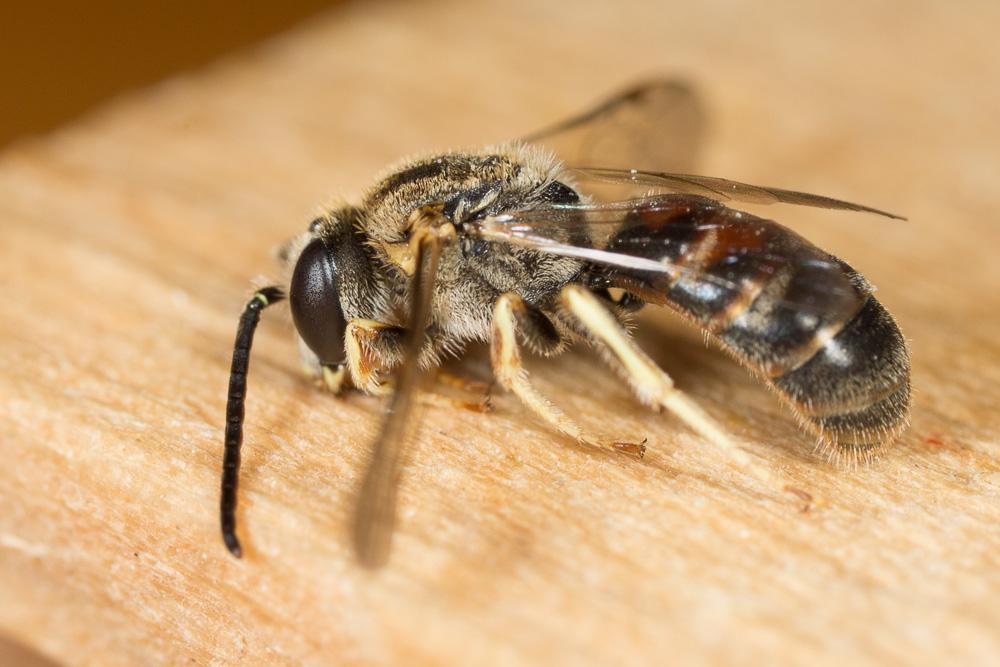  Lasioglossum malachurum (Kirby, 1802)
