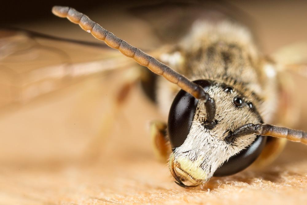  Lasioglossum malachurum (Kirby, 1802)