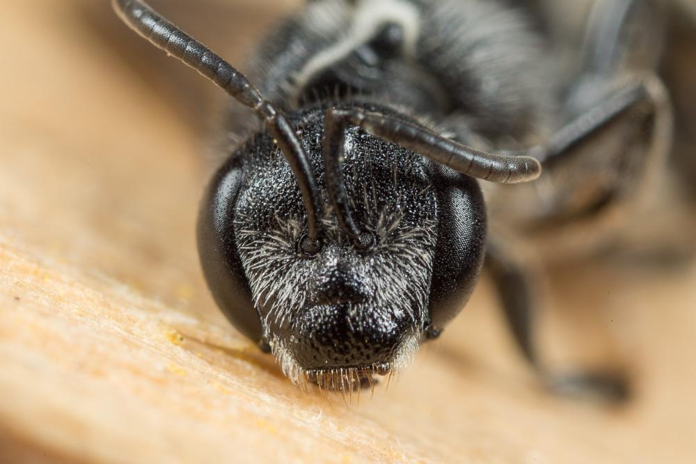  Lasioglossum costulatum (Kriechbaumer, 1873)