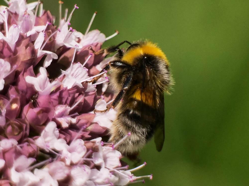 Bourdon des jardins Bombus hortorum (Linnaeus, 1760)