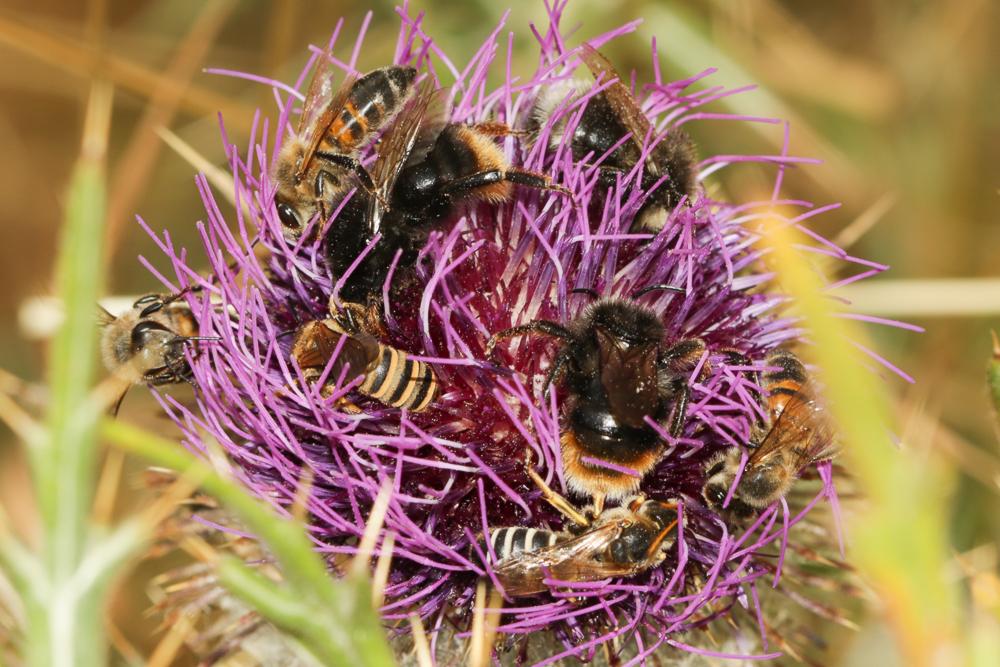 Abeilles Apoidea Latreille, 1802