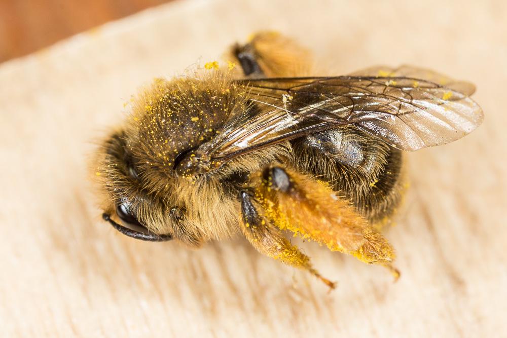 Andrena nigroolivacea Dours, 1873
