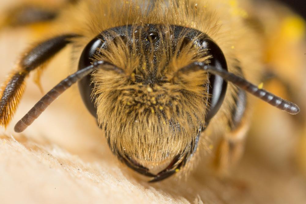  Andrena nigroolivacea Dours, 1873