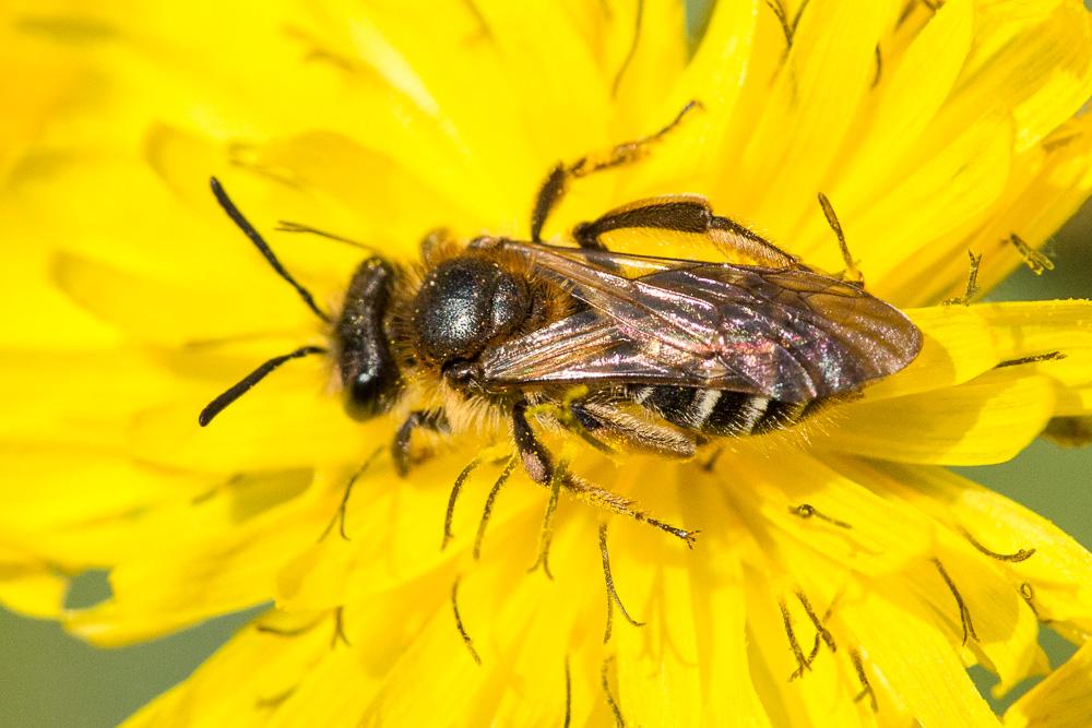 Andrena propinqua Schenck, 1853