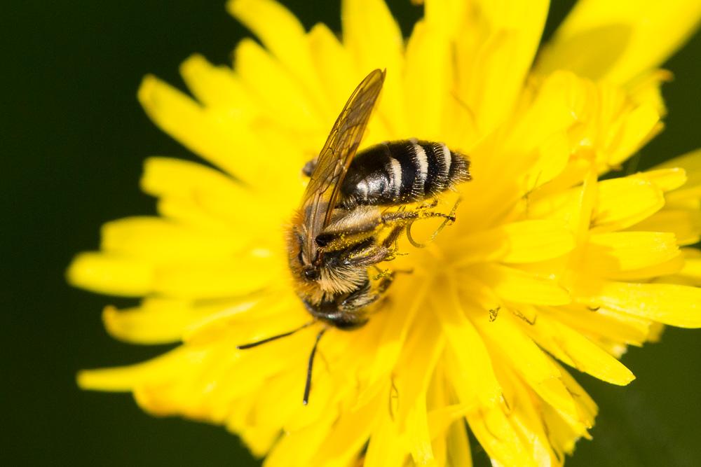 Andrena propinqua Schenck, 1853