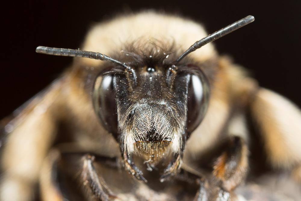 Anthophore commune, Anthophore plumeuse, Anthophor Anthophora plumipes (Pallas, 1772)
