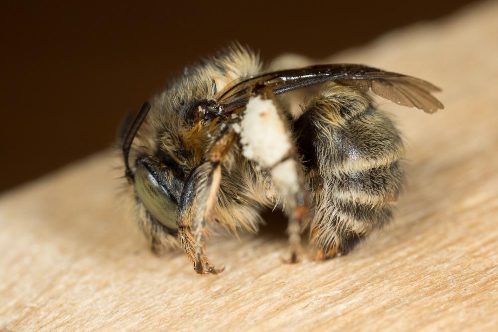 Anthophore de la sauge Anthophora salviae (Panzer, 1804)