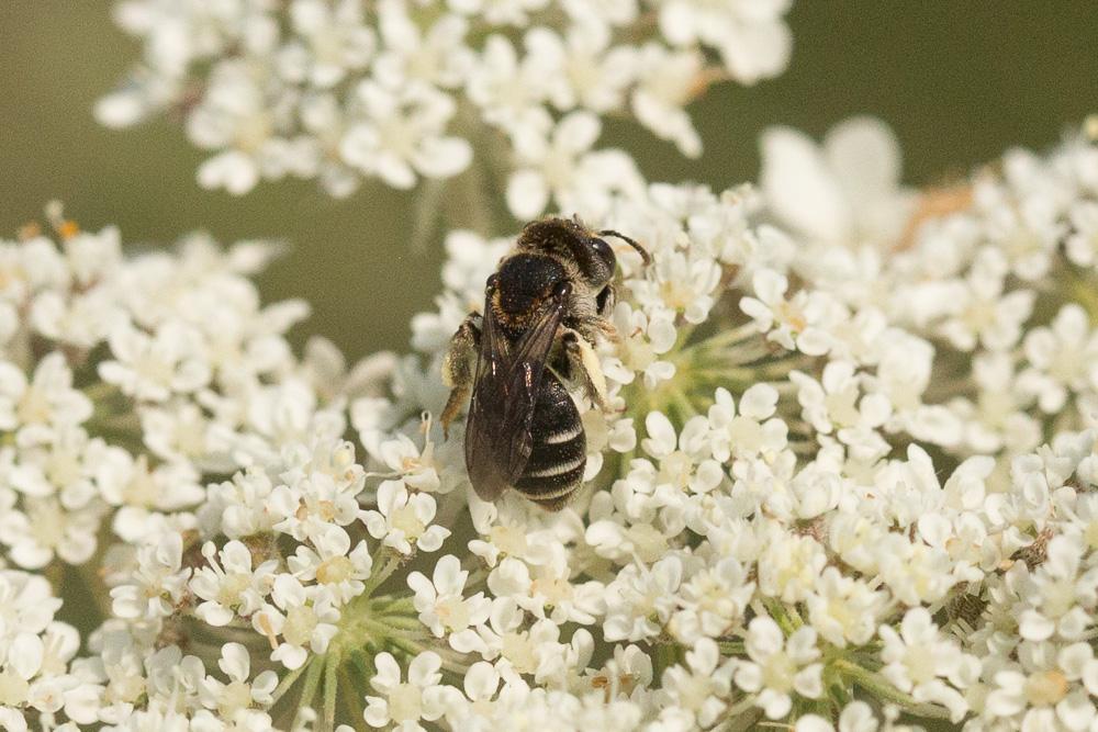 Andrena colletiformis Morawitz, 1874