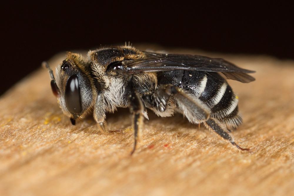 Andrena colletiformis Morawitz, 1874