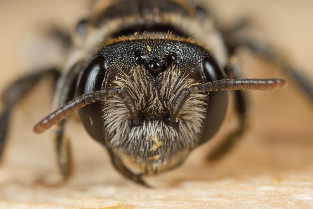 Andrena colletiformis Morawitz, 1874