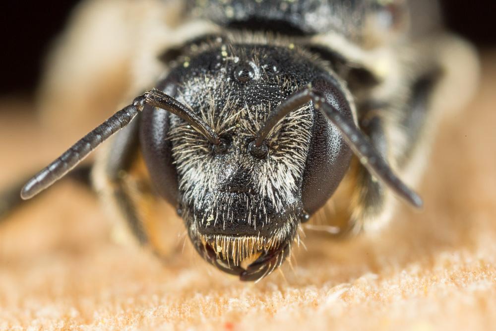 Lasioglossum discus discus (Smith, 1853)