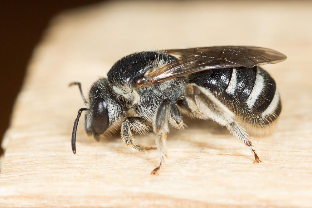  Lasioglossum discus discus (Smith, 1853)