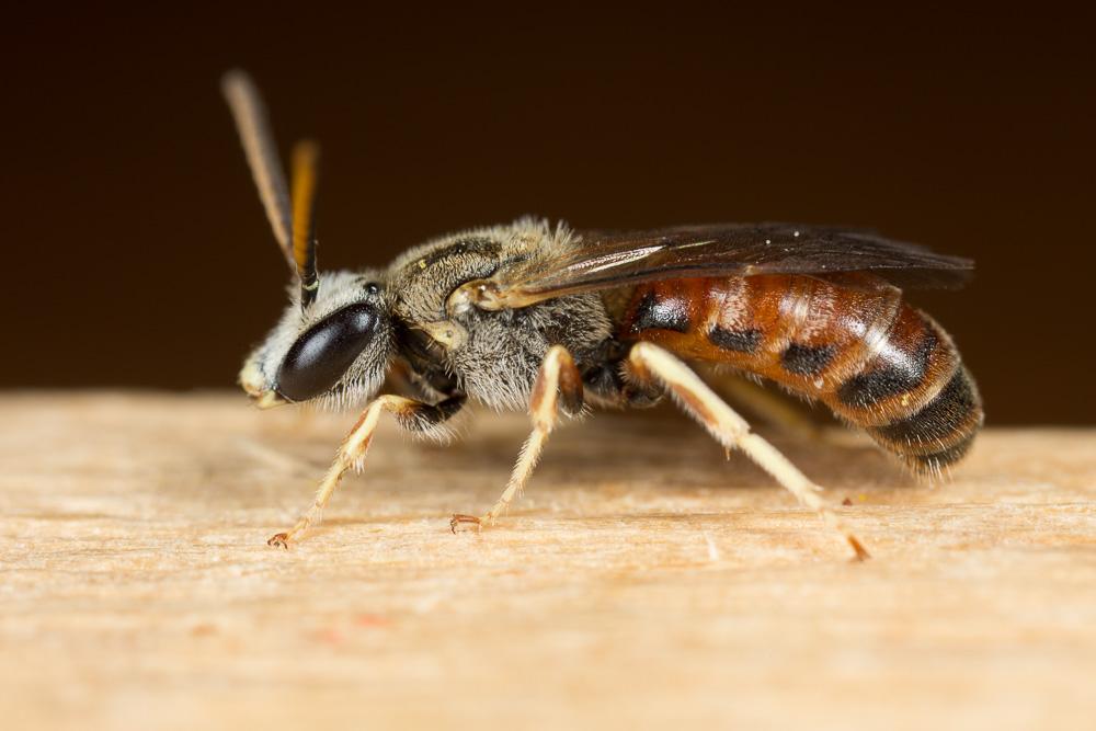 Lasioglossum malachurum (Kirby, 1802)