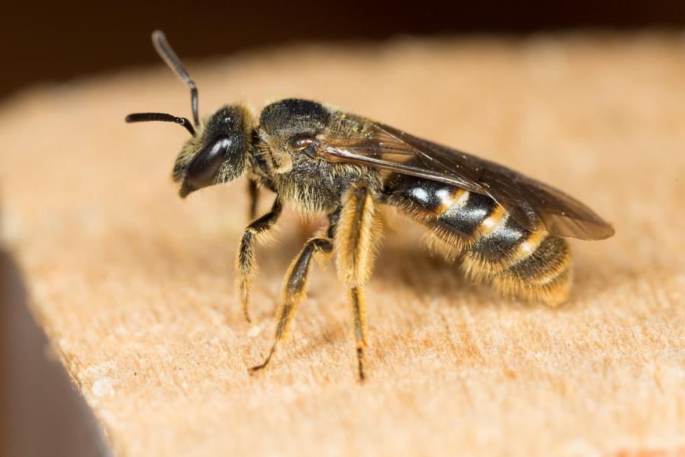  Lasioglossum nigripes (Lepeletier, 1841)