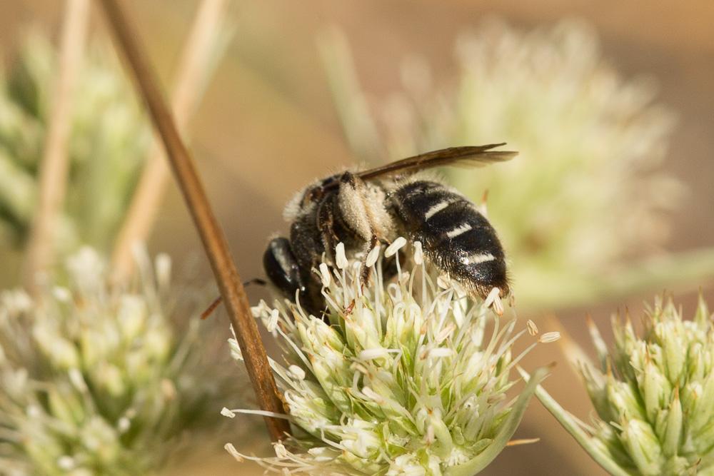  Andrena variabilis Smith, 1853