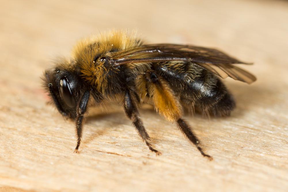 Andrena bicolor Fabricius, 1775