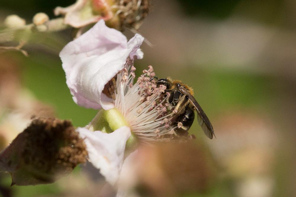 Andrena propinqua Schenck, 1853