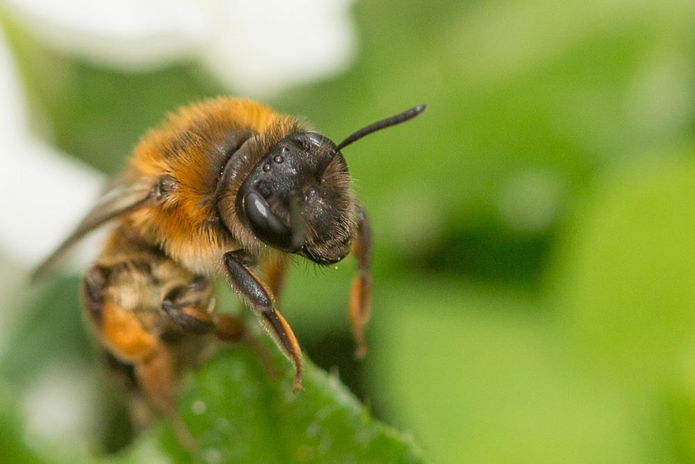 Andrena ferrugineicrus Dours, 1872