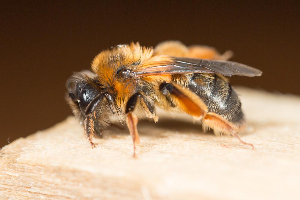 Andrena ferrugineicrus Dours, 1872