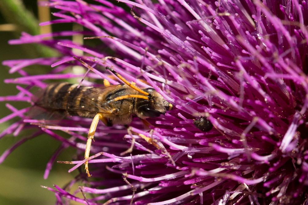  Halictus sexcinctus (Fabricius, 1775)
