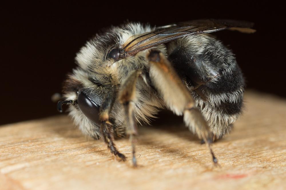 Anthophore estivale Anthophora aestivalis (Panzer, 1801)