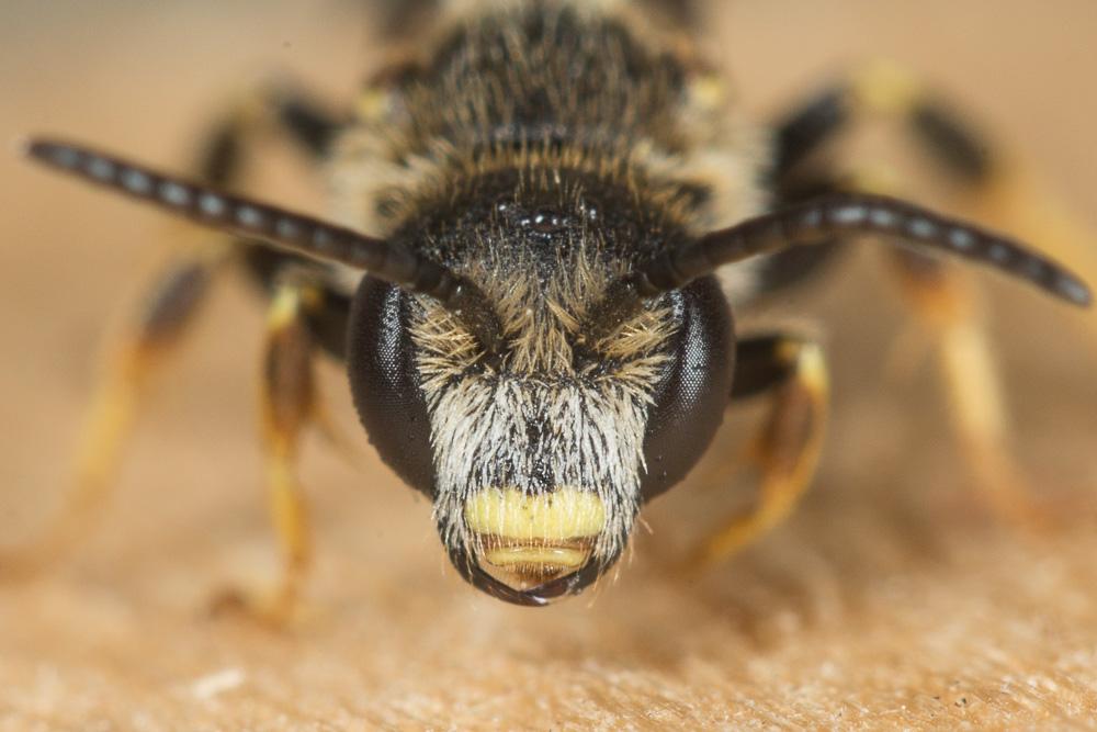  Halictus maculatus Smith, 1848