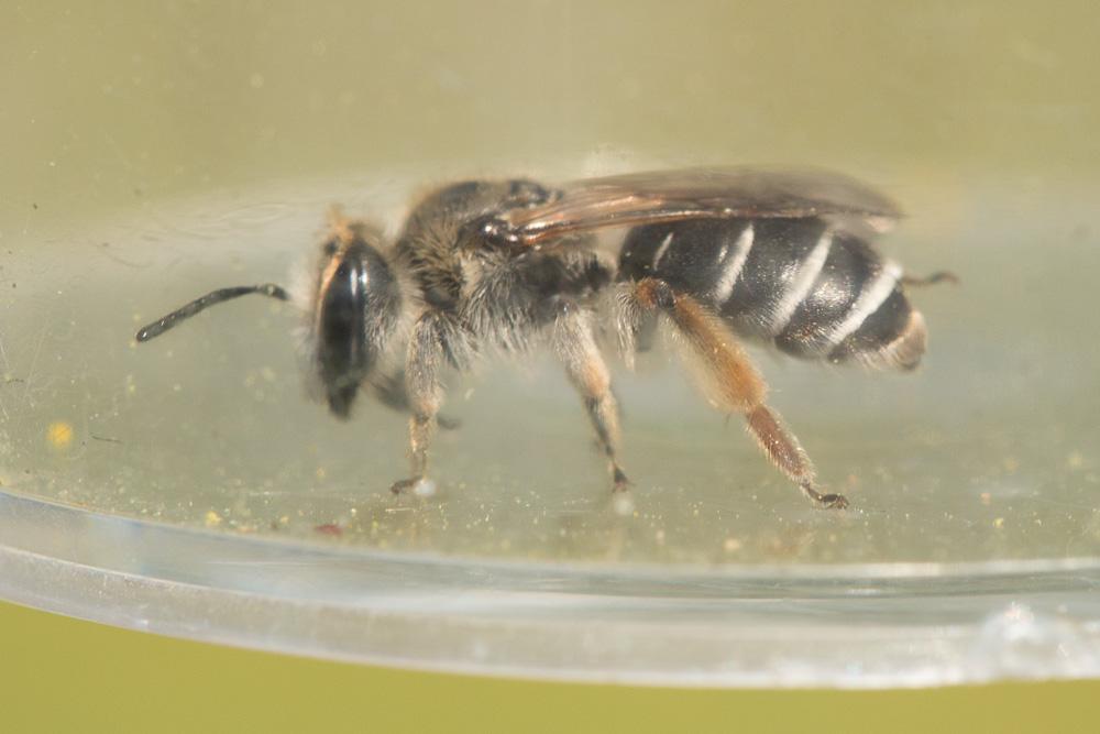 Andrena ovata