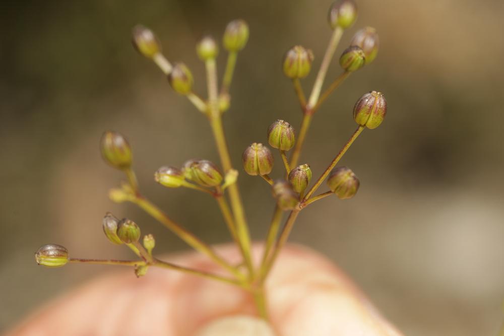 Trinie commune, Trinie glauque, Trinia vulgaire Trinia glauca (L.) Dumort., 1827