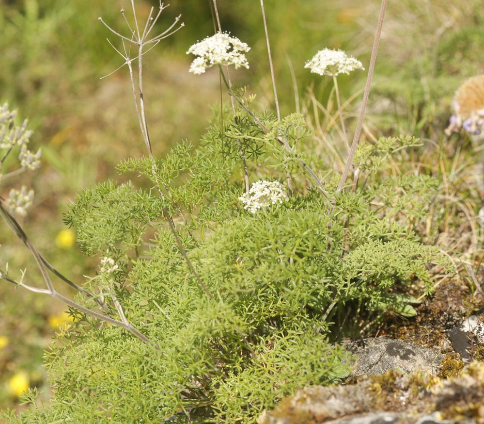 Athamanthe de Crète Athamanta cretensis L., 1753